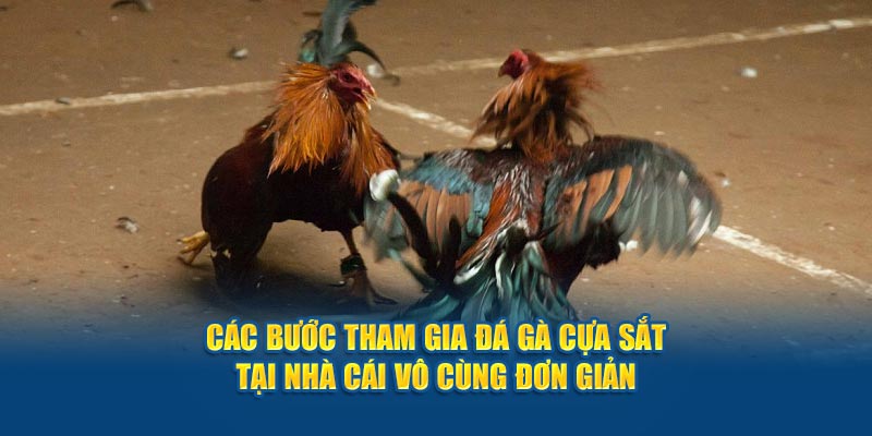 cac-buoc-tham-gia-da-ga-cua-sat-tai-nha-cai-vo-cung-don-gian