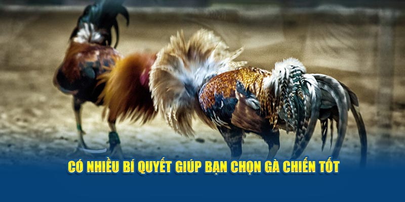 co-nhieu-bi-quyet-giup-ban-chon-ga-chien-tot