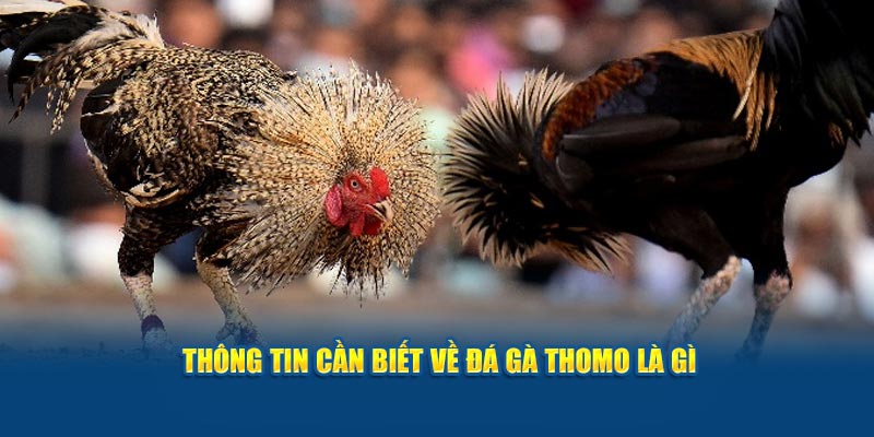 thong-tin-can-biet-ve-da-ga-thomo-la-gi