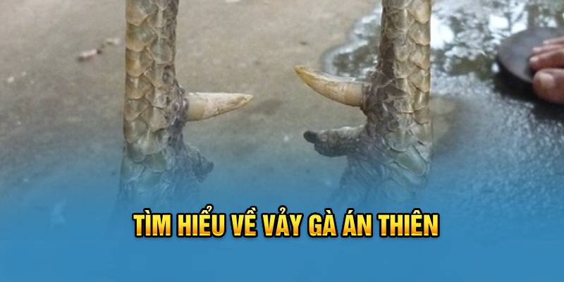 tim-hieu-ve-vay-ga-an-thien