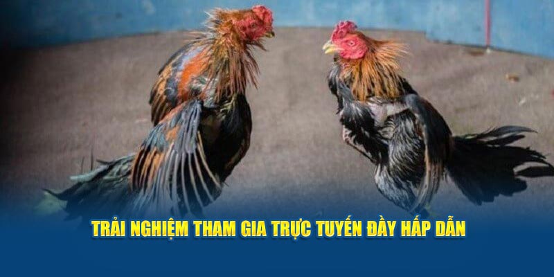 trai-nghiem-tham-gia-truc-tuyen-day-hap-dan